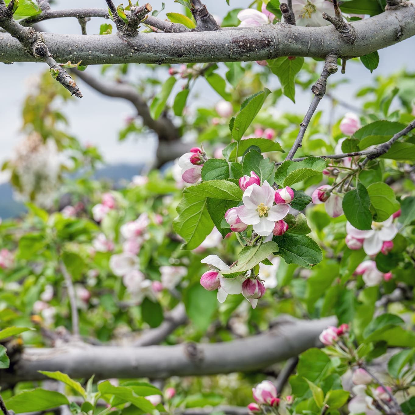 果樹園